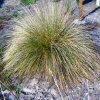 Festuca Mairei